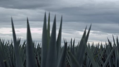 Agave fields between the mountains of Tequila, Jalisco, Mexico.