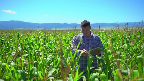 Farmer Man Checking Cornfields Green Corn Field Agriculture Natural Organic Food Farming