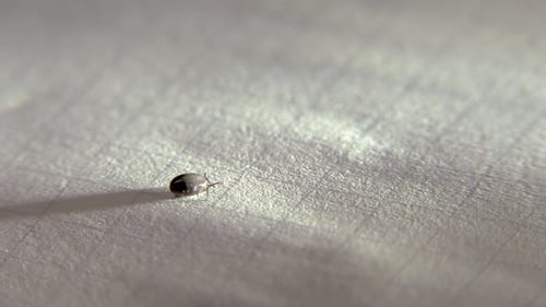 Eine von einem Menschen entfernte Zecke auf einem weißen Blatt Papier