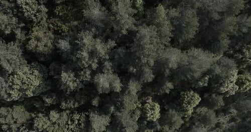 aerial view from a forest