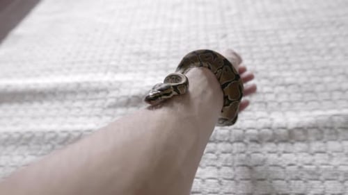Un bébé phyton se déplace autour de ses mains.