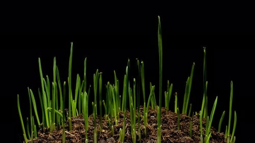 Time Lapse of Seeds Sprouting on Black Background