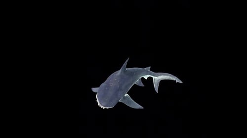 Shark Bites and Turns Around