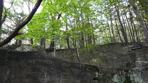 Fondo de piedra negra en un bosque inclinado