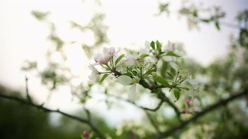 Vue rapprochée de Spring Apple Blossom