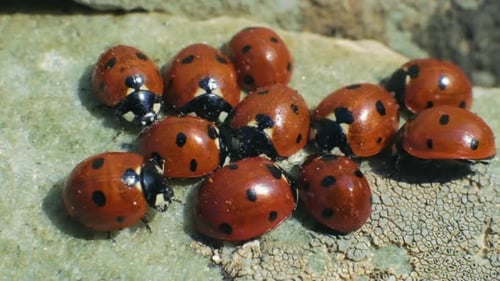 Close up shot of a group of hibernating ladybugs. 4K.