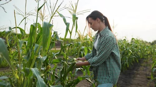 Female Farmer Harvesting Corn in the Field on a Sunny Day