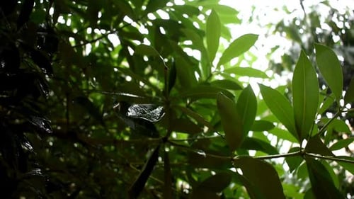 Primeras gotas de lluvia monzónica en el bosque siempreverde de la India
