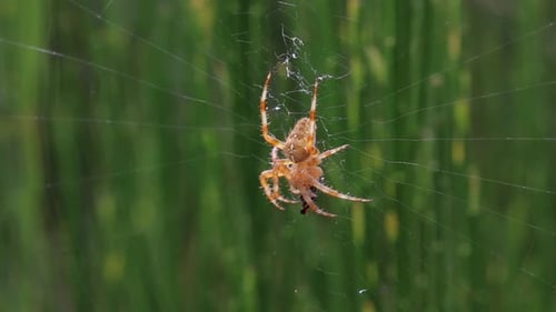 Araignée de jardin, Araneus diadematus, sur le web. Été. Îles britanniques.