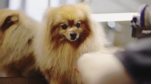 Dog Getting a Haircut at the Groomers
