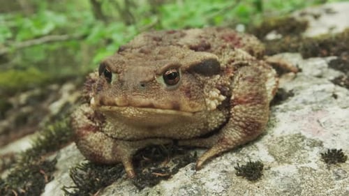 Common Toad or European Toad on Stone