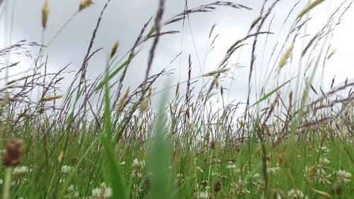 Clover and grass swaying gently in a green meadow on a summer day