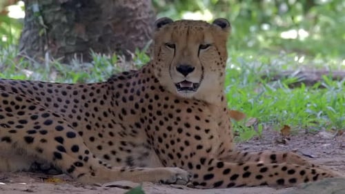 Ein Gepard ist bald eingeschlafen