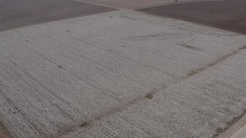 Mature Cotton field ready for picking, Aerial view.