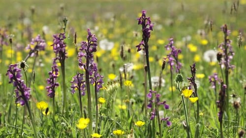 Stängel der Grünflügelorchidee, die zusammen mit Löwenzahn und Gräsern auf einer Wiese wachsen, Worce