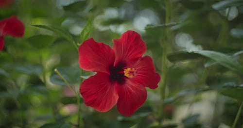 Rote rosa chinesische Hibiskusblüte