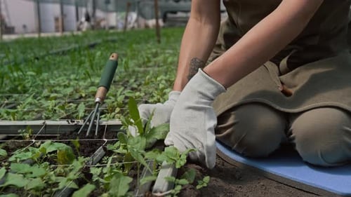 Close-Up of Greenhouse Worker Pulling Weeds out of Soil