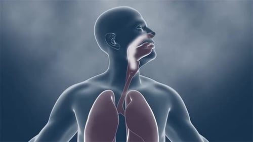 Human Respiratory System Breathing Cycle Medical Animation