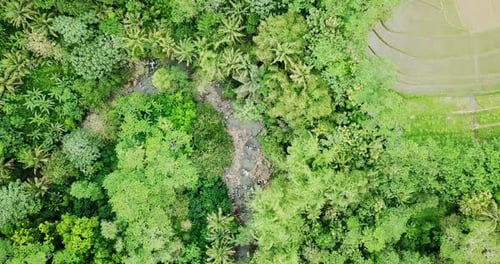 Overhead aerial view of small water stream of river surrounded by trees - Natural rural landscape