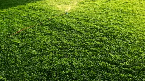 Sprinkler Watering Lush Green Lawn on Sunny Day