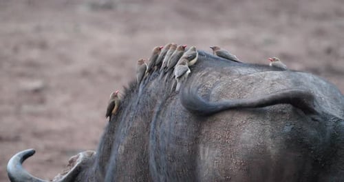 Muchos pájaros picabueyes de pico rojo cabalgan por Cape Buffalo caminando. Captura de cerca