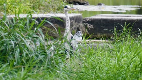 Graureiher schaut hinter dem grünen Gras hervor. - statische Aufnahme