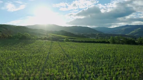 Aerial over vineyards towards the sun in Central Otago, New Zealand on a warm summer afternoon