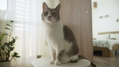 Gray and White Cat Sitting on White Table