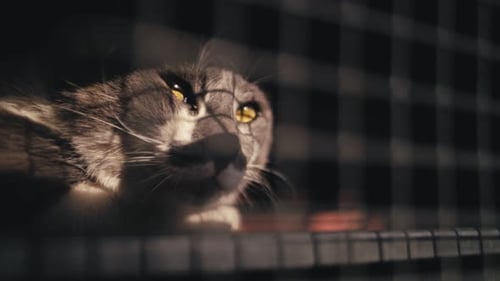 Cat Lying in a Cage Looking Around