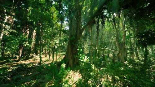 Lush Greenery in the Dense Jungle of Southern China During Daylight Hours