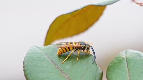 Wasp Resting on a Leaf in Close Up