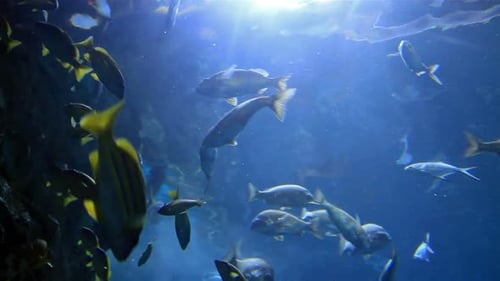 Fish swimming in blue water aquarium setting