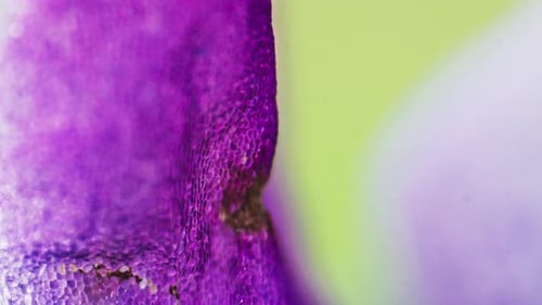 resumen de la flor púrpura del bosque de la naturaleza, Corydalis cava