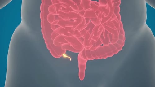 Digital Illustration of Human Digestive System