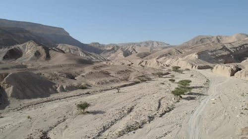 Desert landscape wadi with acacia trees, Aerial 2022, israel