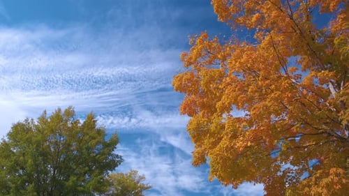 Lush Forest with Colorful Canopies in Autumn Woods on Sunny Day Landscape of Autumnal Wild Nature