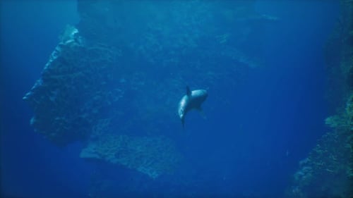 A Large Shark Swimming Over a Coral Reef