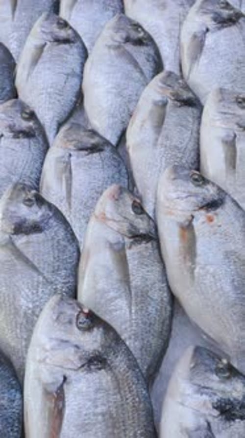 View On Gilthead Sea Bream