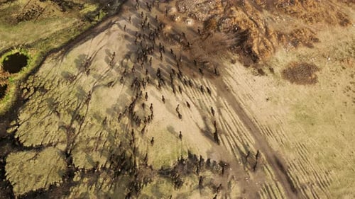 Aerial Shot Of Large Group Of Cattle Herded Back Home During Sunset In Kayseri, Cappadocia Turkey.