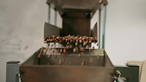 Coffee beans are pushed onto the conveyor of an industrial shaker Brown beans fall for packing