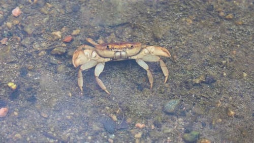 Crab in Fresh Clear Shallow River Water During Morning