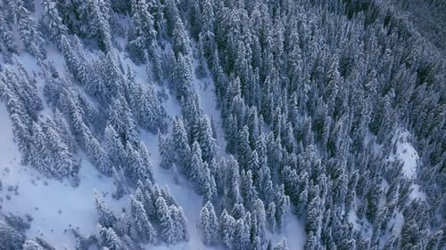Cinematic Mountain Fir Forest View at Snow Storm White Trees Under Fresh Snow