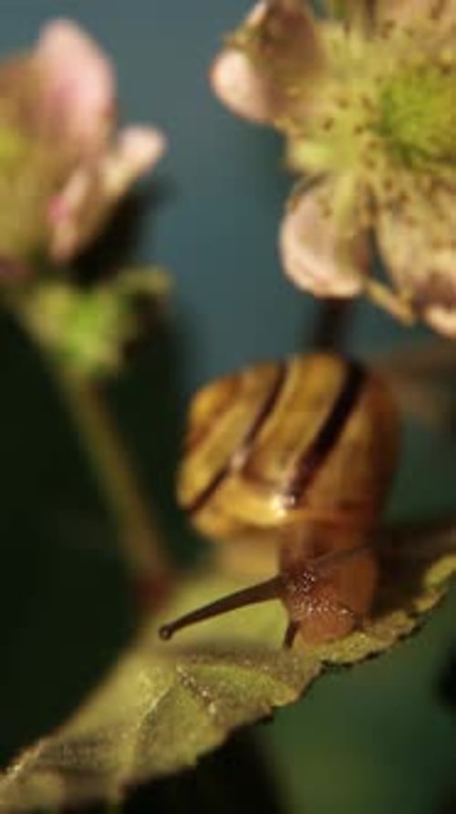 A Small Snail Crawls on a Green Leaf A Snail on a Flowering Plant Macro