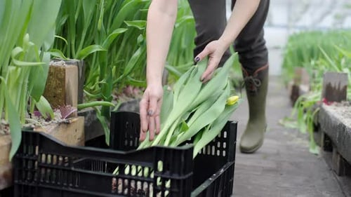 Woman Harvesting Tulips in Greenhouse