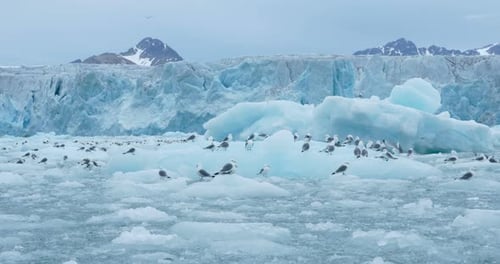 Gulls flock floating on ice in the North Pole