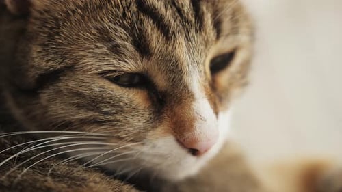 Cat Muzzle Closeup Green Eyes White Domestic Cat