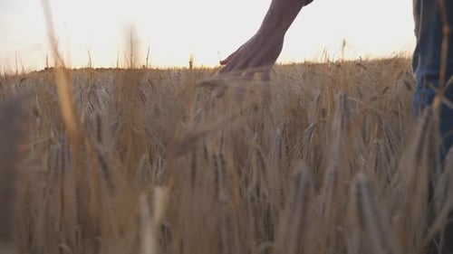 Male Arm of Agronomist Moves Over Ripe Wheat Growing on the Meadow Young Farmer Walks Through the