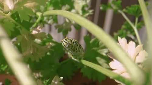 Caterpillar standing up on parsley stem. Close Up.