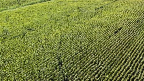 Aerial View Of Cornfield Swaying In The Wind