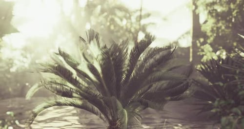 Sunlight Filters Through Tropical Foliage in a Serene Jungle Setting